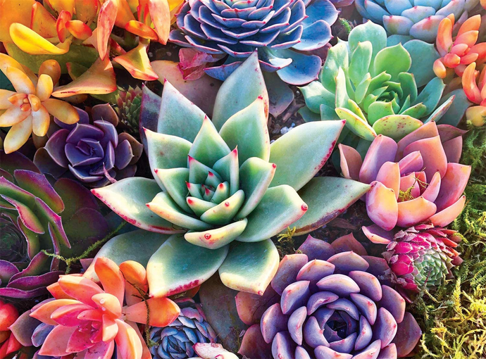 Buffalo Games - Simple Succulent - 1000 Piece Jigsaw Puzzle Brain Blacksmith